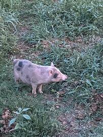 Maialino nano