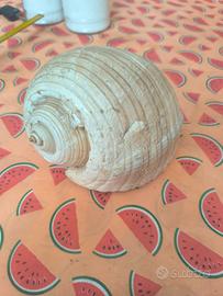 Conchiglie e pietra di circa 2 kg quarzo rosa