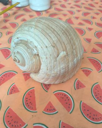 Conchiglie e pietra di circa 2 kg quarzo rosa