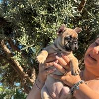 Cucciola bulldog francese