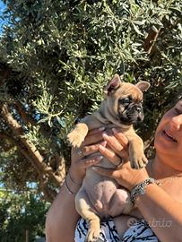Cucciola bulldog francese