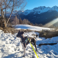 Adozione cane
