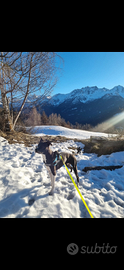 Adozione cane