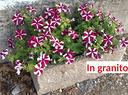 fioriere-in-pietra-granito