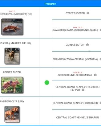 Pitbull adba con pedigree