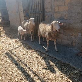 Agnelli incrocio da carne