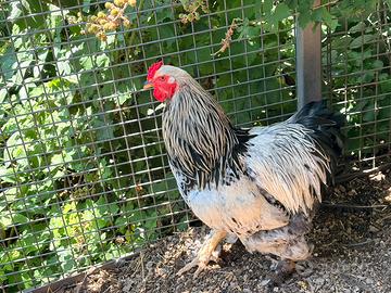 Gallo Brahma bianco Columbia