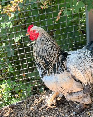 Gallo Brahma bianco Columbia