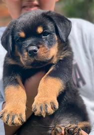Cuccioli Rottweiler