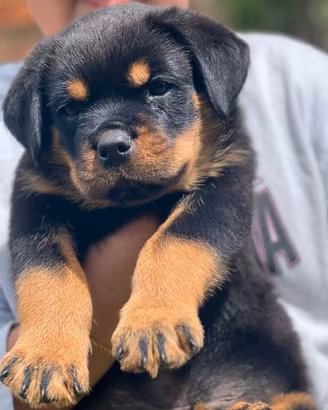 Cuccioli Rottweiler