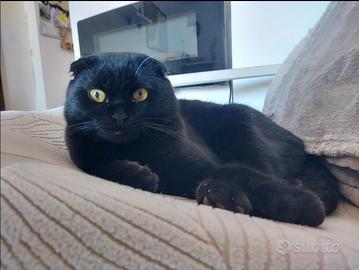 Scottish fold disponibile per accoppiamento