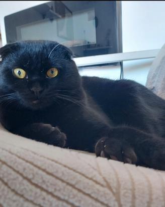 Scottish fold disponibile per accoppiamento