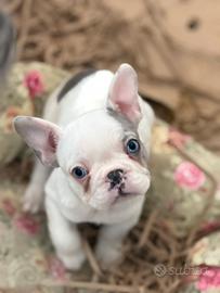 Bulldog francese occhi azzurri