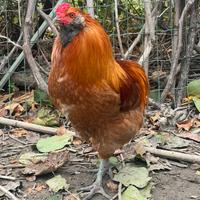 Galli giovani Easter Egger Barred Rock