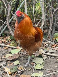 Galli giovani Easter Egger Barred Rock