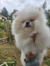 Toy pomerania spitz tedeschi nano pedigree