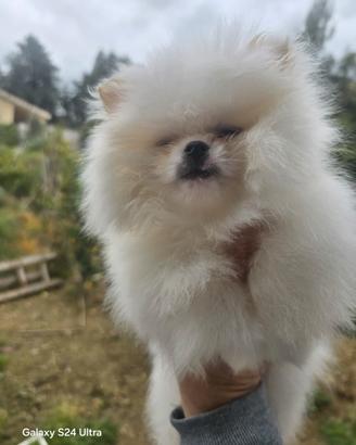 Toy pomerania spitz tedeschi nano pedigree