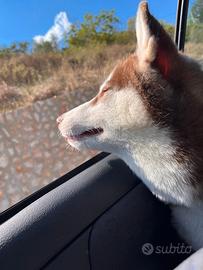 Accoppiamento husky