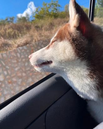 Accoppiamento husky