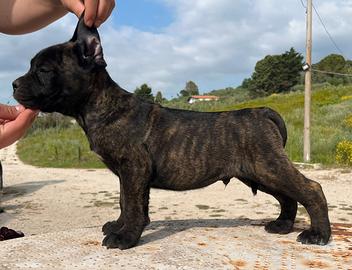 Cuccioli cane corso