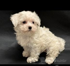 Maltese