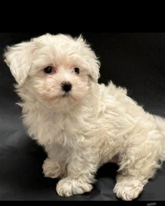 Maltese