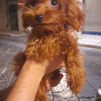 Barboncino toy maschio