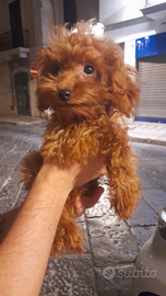 Barboncino toy maschio