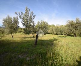 TER. AGRICOLO A FRASSO TELESINO