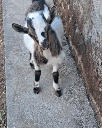 Capretto nano