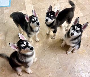 Ultimo cucciolo vaccinato - husky maschio
