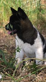 Akita Americano Cuccioli