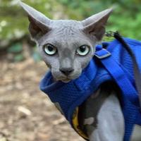CANADIAN SPHYNX MASCHIO per ACCOPPIAMENTO MONTA