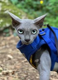 CANADIAN SPHYNX MASCHIO per ACCOPPIAMENTO MONTA