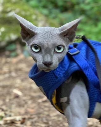 CANADIAN SPHYNX MASCHIO per ACCOPPIAMENTO MONTA