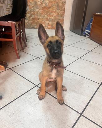 Cucciola di pastore belga (malinois )