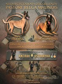 Cuccioli di pastore belga malinois