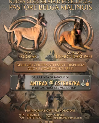 Cuccioli di pastore belga malinois