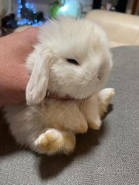 Coniglio minilop