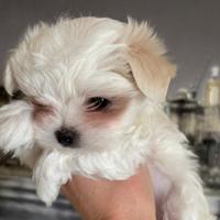 Cucciolo maschio maltese coreano con pedigree Enci