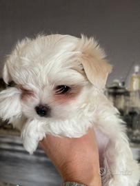 Cucciolo maschio maltese coreano con pedigree Enci