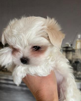Cucciolo maschio maltese coreano con pedigree Enci
