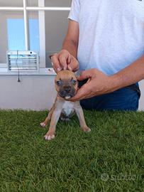 Cuccioli america terrier alta genealogia