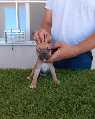 Cuccioli america terrier alta genealogia