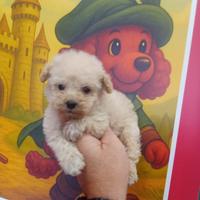 Maltipoo mini toy