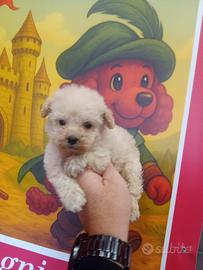 Maltipoo mini toy