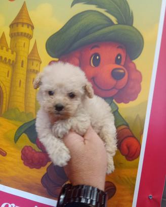 Maltipoo mini toy