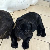 Bulldog francese