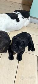 Bulldog francese