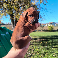 Cucciola di Rhodesian Ridgeback con pedigree